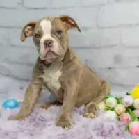 Daphne, a female Olde English Bulldogge for sale in Jones, MI – Photo 6 of 10