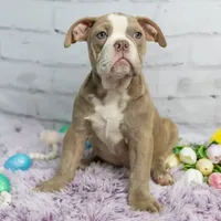 Daphne, a female Olde English Bulldogge for sale in Jones, MI – Photo 5 of 10