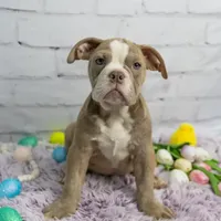 Daphne, a female Olde English Bulldogge for sale in Jones, MI – Photo 3 of 10