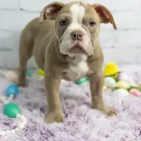 Daphne, a female Olde English Bulldogge for sale in Jones, MI – Photo 4 of 10