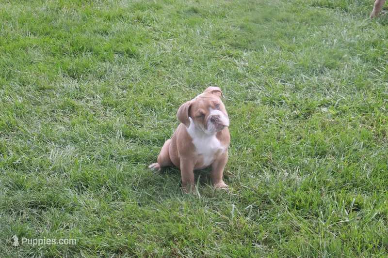 Cindy – English Bulldog, Olde English Bulldogge puppy for sale in Jones, MI