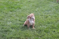 Cindy, a female English Bulldog and Olde English Bulldogge for sale in Jones, MI – 1 of 2