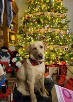 Timmy, a male Labrador Retriever for sale in Lees Summit, MO – 6 of 6