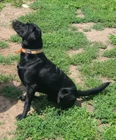 Yeah-Yeah, a male Labrador Retriever for sale in Lees Summit, MO – 3 of 5