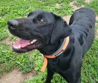 Squints, a male Labrador Retriever for sale in Lees Summit, MO – 6 of 6