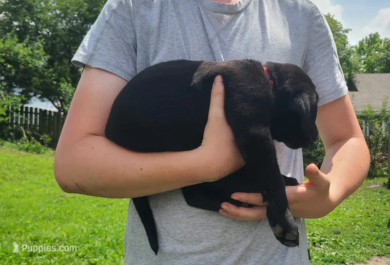 Smalls – Labrador Retriever puppy for sale in Lees Summit, MO