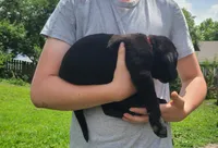 Smalls, a male Labrador Retriever for sale in Lees Summit, MO – 1 of 6