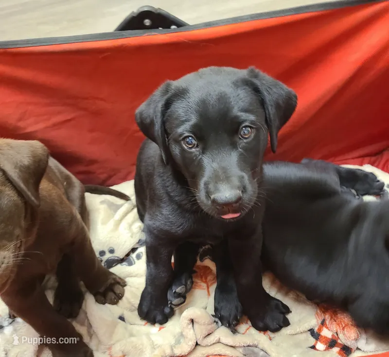 Smalls – Labrador Retriever puppy on hold in Lees Summit, MO