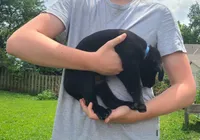 Timmy, a male Labrador Retriever for sale in Lees Summit, MO – 1 of 6