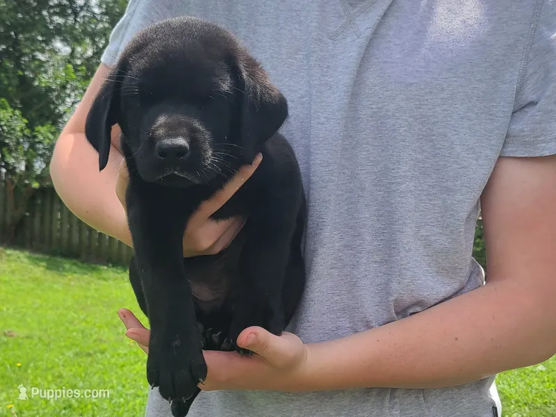 Squints – Labrador Retriever puppy for sale in Lees Summit, MO