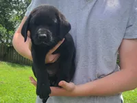 Squints, a male Labrador Retriever for sale in Lees Summit, MO – 1 of 6