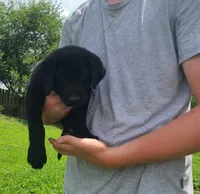 Smalls, a male Labrador Retriever for sale in Lees Summit, MO – 2 of 6