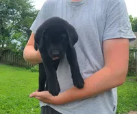 Timmy, a male Labrador Retriever for sale in Lees Summit, MO – 2 of 6