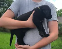 Yeah-Yeah, a male Labrador Retriever for sale in Lees Summit, MO – 2 of 5