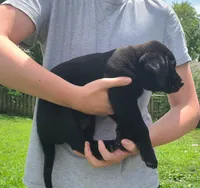 Squints, a male Labrador Retriever for sale in Lees Summit, MO – 2 of 6