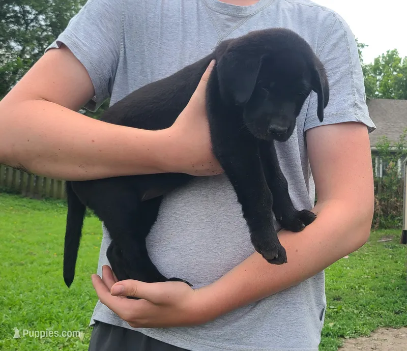 Yeah-Yeah – Labrador Retriever puppy for sale in Lees Summit, MO