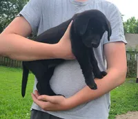 Yeah-Yeah, a male Labrador Retriever for sale in Lees Summit, MO – 1 of 5