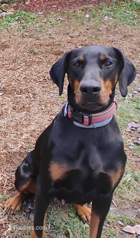 Bessie – Doberman Pinscher puppy for sale in Front Royal, VA
