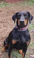 Bessie, a female Doberman Pinscher for sale in Front Royal, VA – 1 of 6
