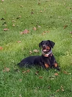 Bessie, a female Doberman Pinscher for sale in Front Royal, VA – 3 of 6