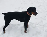 Bessie, a female Doberman Pinscher for sale in Front Royal, VA – 4 of 6