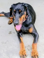 Bessie, a female Doberman Pinscher for sale in Front Royal, VA – 2 of 6