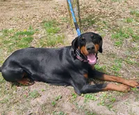 Bessie, a female Doberman Pinscher for sale in Front Royal, VA – 6 of 6
