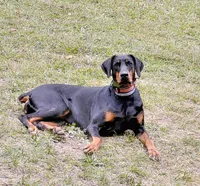 Bessie, a female Doberman Pinscher for sale in Front Royal, VA – 5 of 6