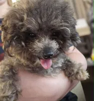 Gidget, a female Poodle - Toy  for sale in Oklahoma City, OK – 3 of 4