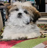 Miso, a male Shih Tzu for sale in Oklahoma City, OK – Photo 4 of 4