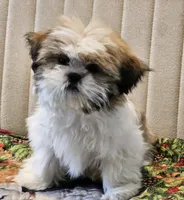Miso, a male Shih Tzu for sale in Oklahoma City, OK – Photo 3 of 4