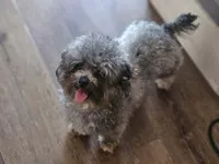 Gidget, a female Poodle - Toy  for sale in Oklahoma City, OK – 2 of 4