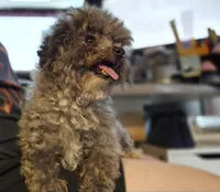 Gidget, a female Poodle - Toy  for sale in Oklahoma City, OK – 4 of 4