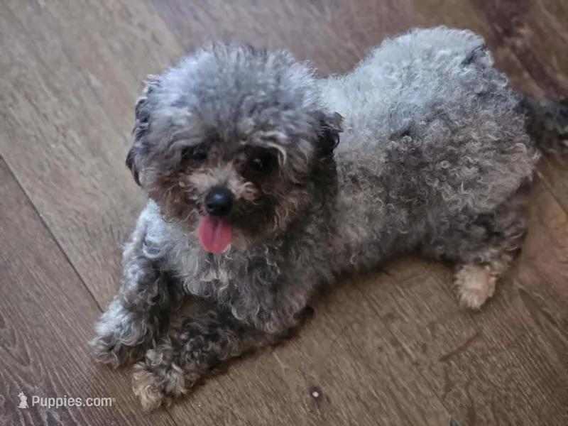 Gidget – Poodle - Toy  puppy for sale in Oklahoma City, OK