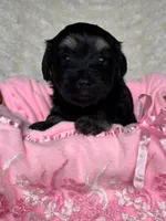 Glinda, a female Havanese for sale in Ashtabula, OH – 2 of 4