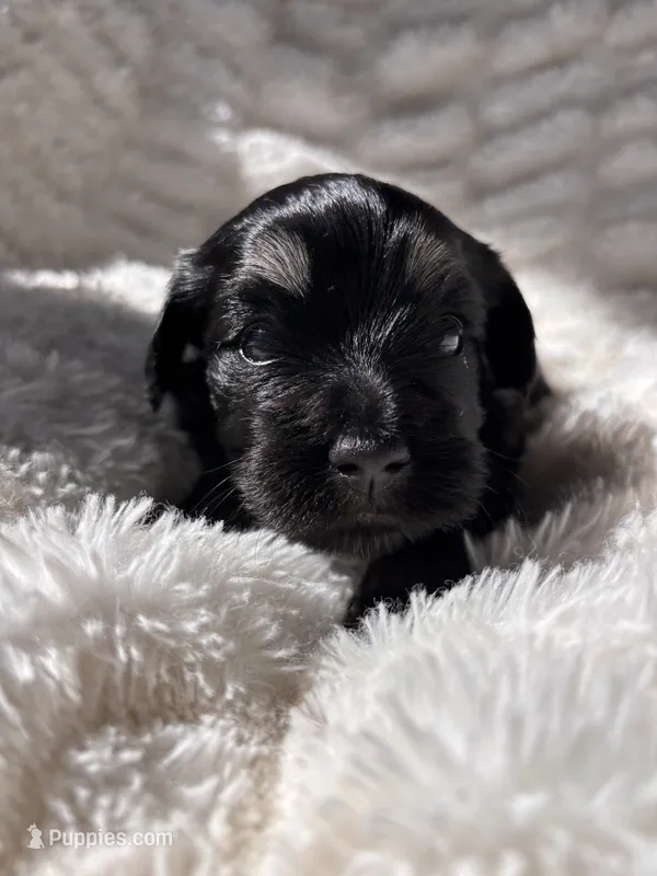 Glinda – Havanese puppy for sale in Ashtabula, OH