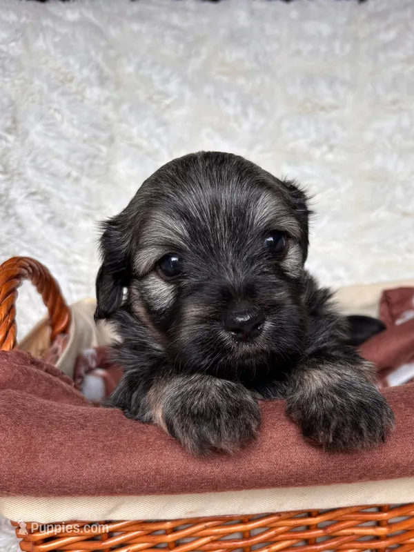 Toto – Havanese puppy for sale in Ashtabula, OH
