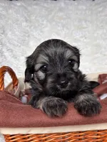 Toto, a male Havanese for sale in Ashtabula, OH – 1 of 2