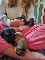 Glinda, a female Havanese for sale in Ashtabula, OH – 4 of 4