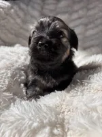 Toto, a male Havanese for sale in Ashtabula, OH – 2 of 2