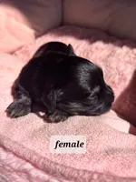 Glinda, a female Havanese for sale in Ashtabula, OH – 3 of 4