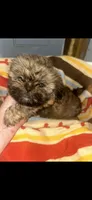 Sasha, a female Shih Tzu for sale in Adairsville, GA – 3 of 5