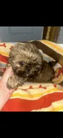 Sasha, a female Shih Tzu for sale in Adairsville, GA – 4 of 5