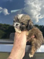 Tiny Girl , a female Shih Tzu for sale in Adairsville, GA – 3 of 4