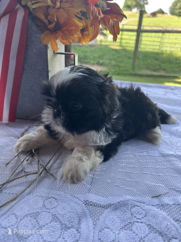Daisy – Shih Tzu puppy for sale in Adairsville, GA
