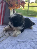 Daisy, a female Shih Tzu for sale in Adairsville, GA – 1 of 3