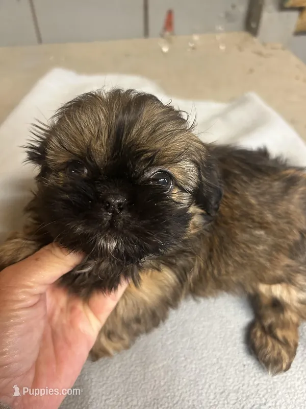 Teddy – Shih Tzu puppy for sale in Adairsville, GA