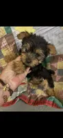 Tiny Girl , a female Yorkshire Terrier for sale in Adairsville, GA – 2 of 3