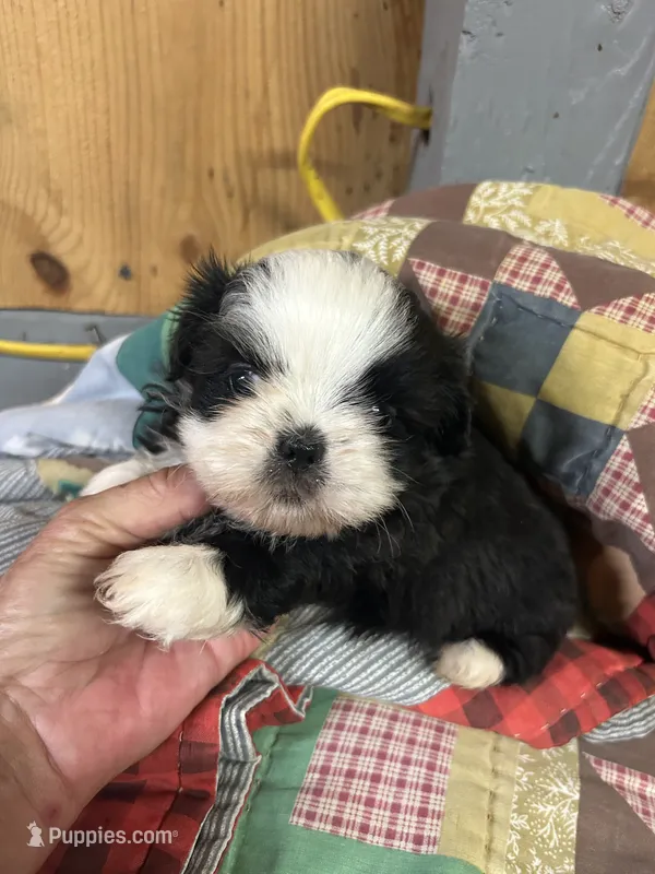 Panda Bear  – Shih Tzu puppy for sale in Adairsville, GA