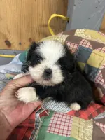 Panda Bear , a female Shih Tzu for sale in Adairsville, GA – 1 of 3